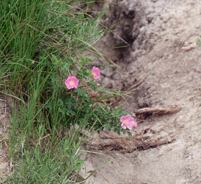 [Pink blooms in the grass by the side of the trail.]